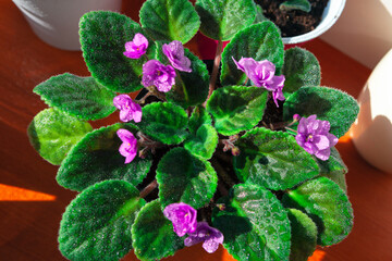 Indoor african violets .  Potted herbaceous perennial flowering plants