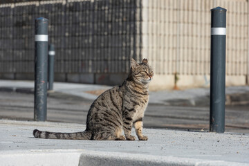 Cat in Istanbul, Turkey. Homeless Cute Cat.