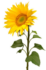 Fototapeta premium Sunflower isolated on white background. Sun symbol. Flowers yellow, agriculture. Seeds and oil. Flat lay, top view. Bio. Eco. Creative