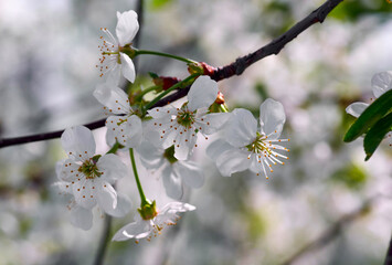 Beautiful flowers of the blossoming cherry tree in the spring time