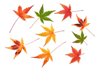 Autumn japanese maple leaа isolated on white background. Flat lay, top view