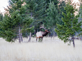View of a bull elk (cervus canadensis) standing in the grass in Canada