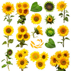 Collection of sunflower flowers in different stages of growth, elements bouquet and leaf, petal isolated on white background. The seeds and oil. Floral arrangement. Flat lay, top view