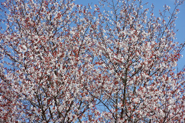 桜のカーテン　桜模様