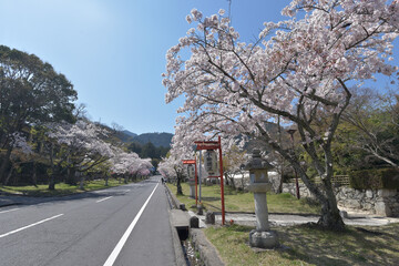 春の坂本　日吉大社参道　滋賀県大津市