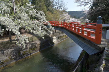 春の琵琶湖疏水
