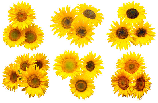 Sunflowers collection various bouquet isolated on white background. Sun symbol. Flowers yellow, agriculture. Seeds and oil. Flat lay, top view. Bio. Eco