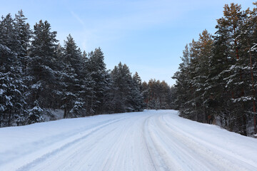 The road among the snowy winter pine forest.