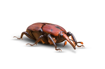macro image of a red palm weevil