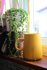 green tea in the kitchen
