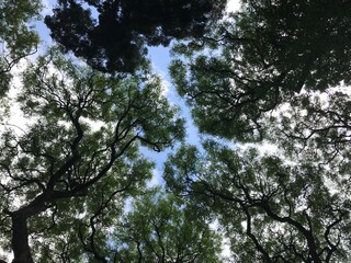 summer. trees, bottom up view. view of the tops of trees and the sky. argentina, botanical garden, buenos aires