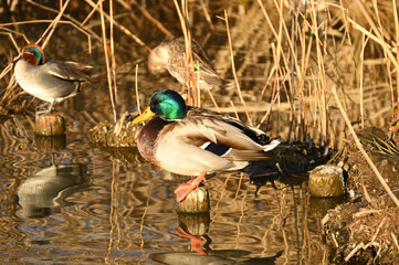 夕日を浴びるマガモ