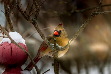 Beautiful North America red bird cardinal
