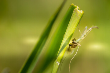 Crane flies buys on the grass close up
