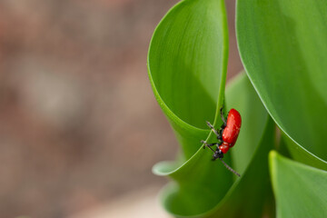 Red lily bug on green leave close up