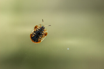 Brown Bug front on the window