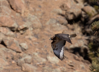 Colorado Red-tailed Hawk