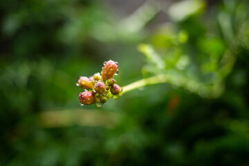ladybird on a flower
