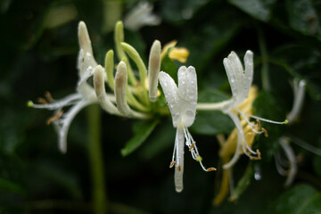 japanese honeysuckle
