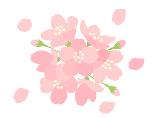 桜105　さくら　花