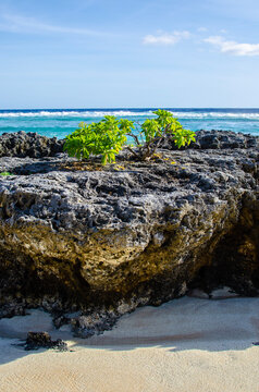 tree growing on stone at the beach