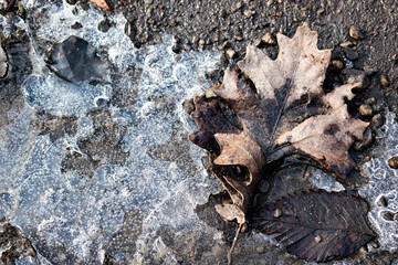 ice puddle and leaf