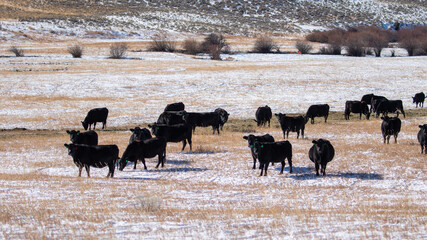 Black Angus Cow Herd