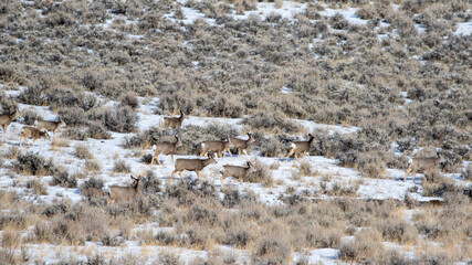 Deer Running in Montana, Bozeman Montana 2021 Deer Sighting