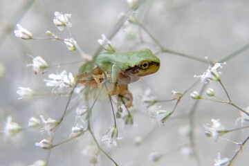 風景素材　可愛いアマガエルとカスミソウ
