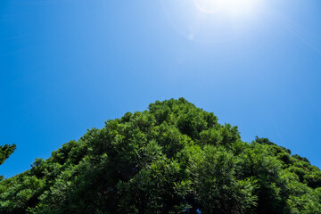 Obraz premium 風景素材 心地よい初夏の青空