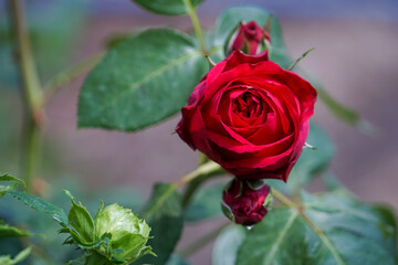 Close up of red roses blooming.