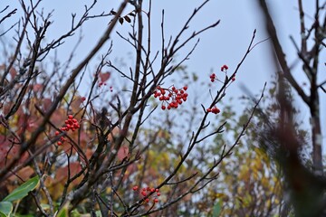 霧雨に濡れたナナカマドの実＠北海道