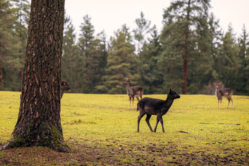 Hirsch und Reh im Wald auf der Futtersuche 