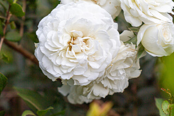 white rose bush