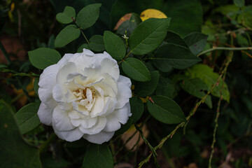 white rose in the garden