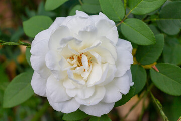 white rose flower
