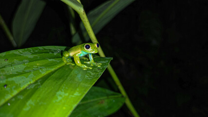 Glass frog on a leaf after rain.