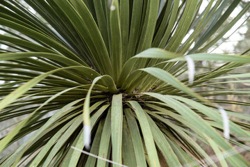 Fototapeta premium Closeup shot of green cordyline plant with long leaves