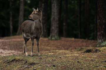 Hirsch und Reh im Wald auf der Futtersuche 