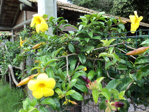 Alamanda trepadeira flor amarela indicada para cobrir muros