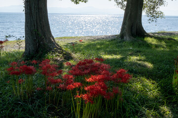風景素材　初秋の琵琶湖畔　彼岸花