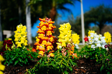Beautiful garden flower in winter of Florida