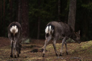Reh im Wald auf Futtersuche zwischen Bäumen