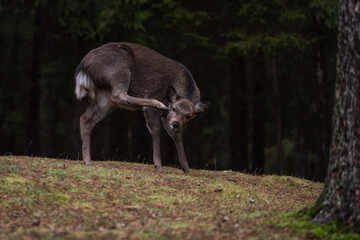 Reh im Wald auf Futtersuche zwischen Bäumen