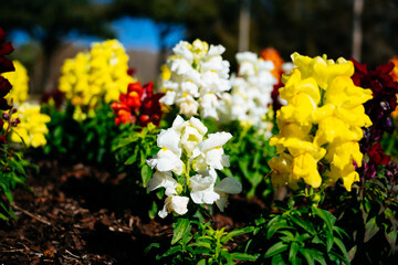 Colorful garden snapdragon flower in winter