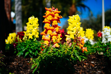 Beautiful garden flower in winter of Florida
