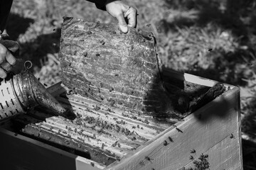 beekeeper lets the smoker into the hive. black and white photo