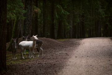 Damwild und Mufflons in der Natur im Wald auf Futtersuche