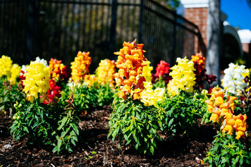 Beautiful garden snapdragon flower is blooming