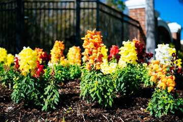 Colorful garden snapdragon flower in winter